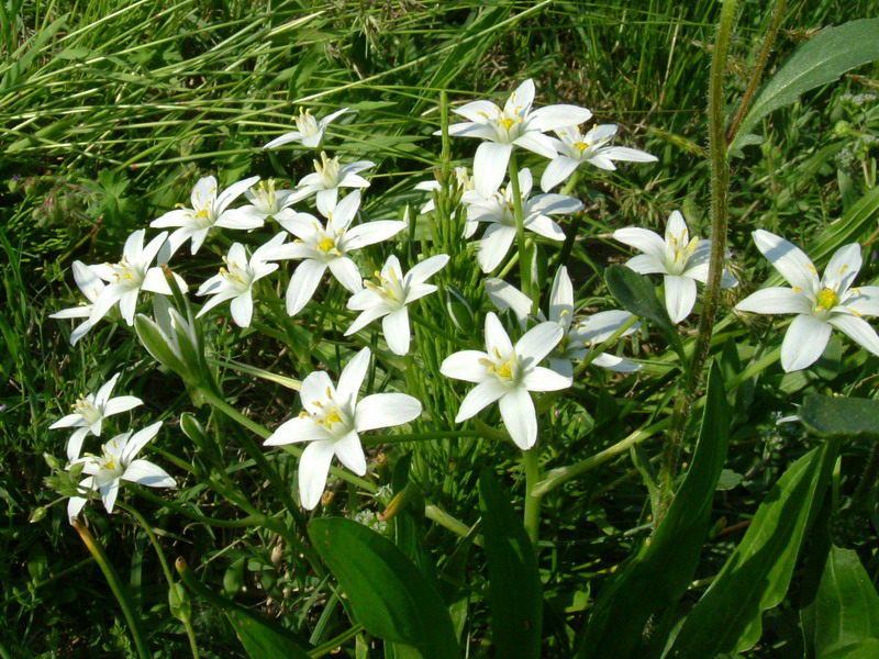 Ornithogalum umbellatum